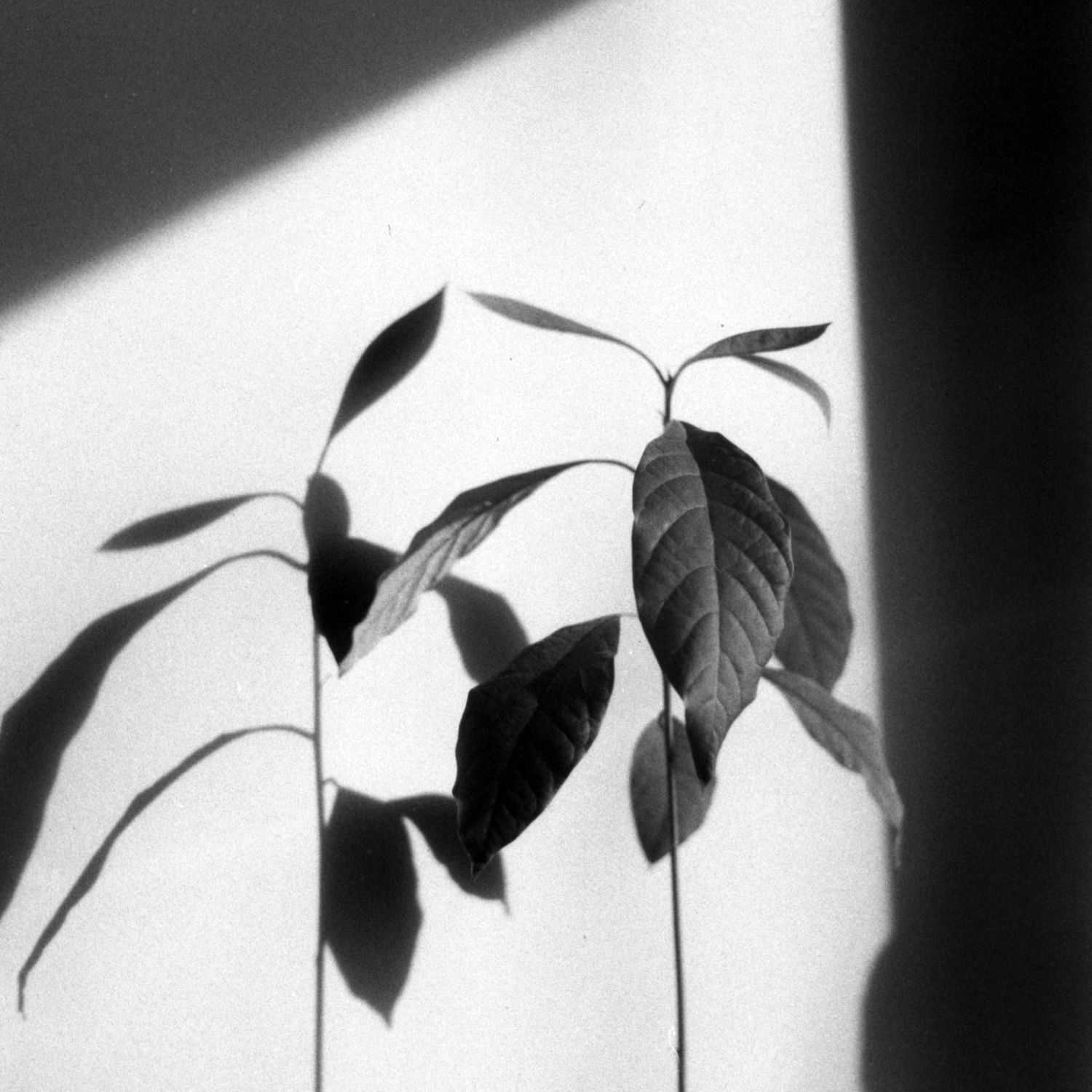 Portrait of Leah Brown, a professional stylist at Platinum Studio, showcasing their expertise and style.